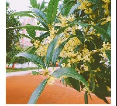 让菁菁校园遍开阅读之花——东南教科院儿童阅读专家团队指导利川市小学语文“全阅读”培训 让菁菁校园遍开阅读之花——东南教科院儿童阅读专家团队指导利川市小学语文“全阅读”培训
